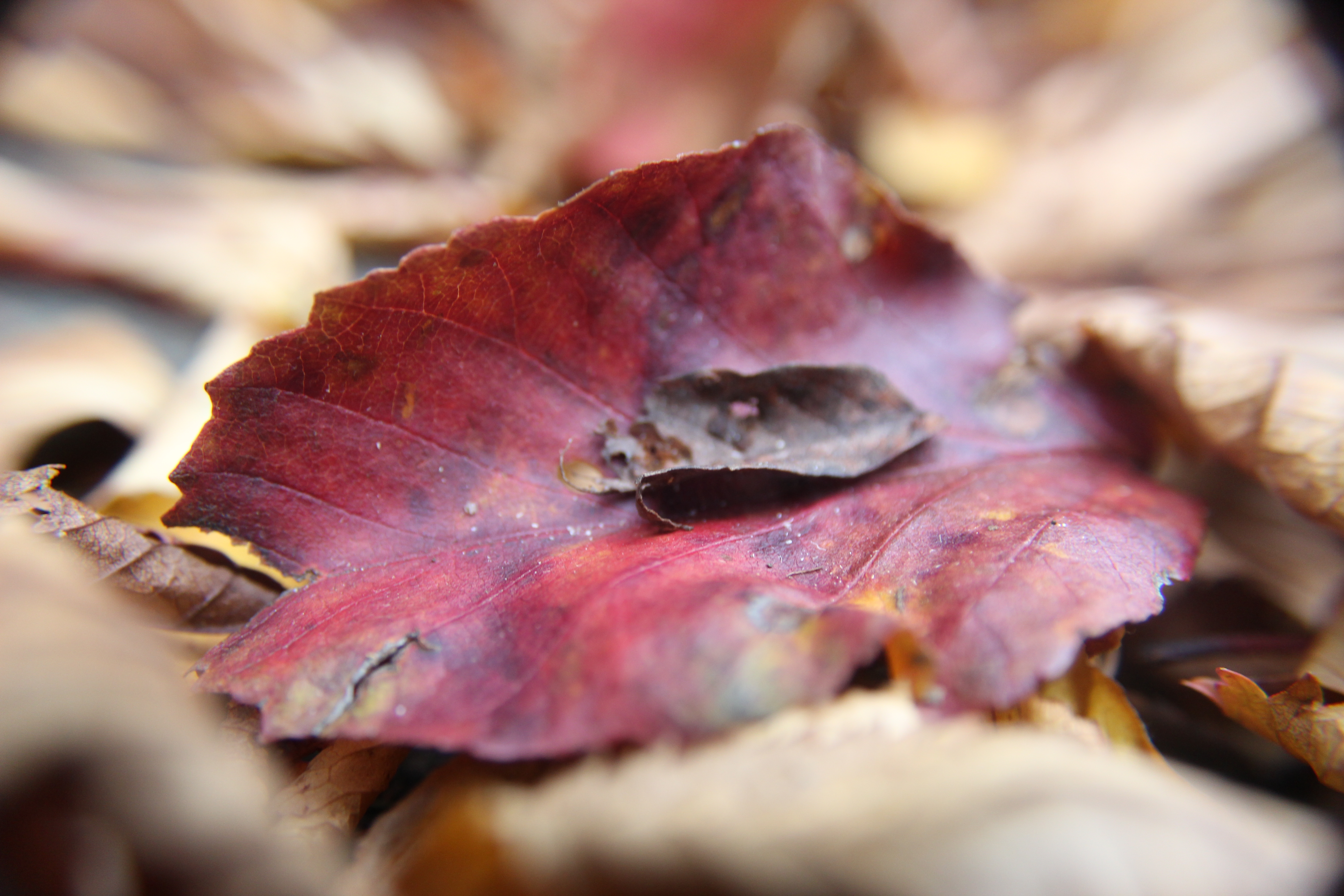 Dogwood Leaves